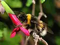 Besouro-mangangá (Bombus terrestris), o inseto que inspirou o apelido do famoso capoeirista baiano