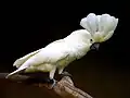 la cacatua (a cacatua)