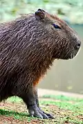 el capibara (a capivara)