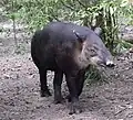 el tapir (a anta, o tapir)