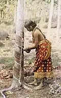 Uma cingalesa extrai látex de uma seringueira em 1920