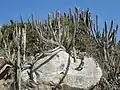 Cactos em Arraial do Cabo, na Região dos Lagos