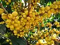 Variedade catuaí-amarelo de Coffea arabica, em Manhuaçu, em Minas Gerais, no Brasil