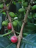 Coffea arabica