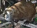 Hutia (Capromys pilorides)