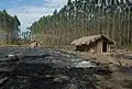 Índios tupiniquins retomando suas terras em meio a uma plantação de eucalipto no estado brasileiro do Espírito Santo