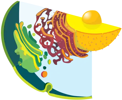 Sistema endomembranar de uma célula animal.