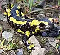la salamandra (a salamandra, a salamântega)