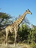 la girafa (a girafa)