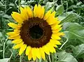 Girassol (Helianthus annuus)