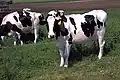 la vaca (a vaca)