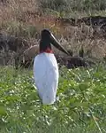 Jabiru mycteria (jaburu, tuiuiú): a ave símbolo do pantanal