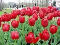 Tulipas em Keukenhof, tido como o maior jardim de flores do mundo, na província da Holanda do Sul