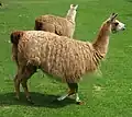 la llama (a lhama, a lama)