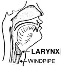 laringe
