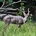 Kudu (Tragelaphus strepsiceros)