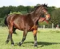 el cavall (cavalo)
