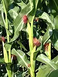 Milho (Zea mays)