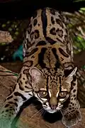 el gat margay (o gato-maracajá)