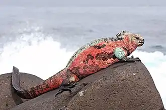 Iguana, Galápagos