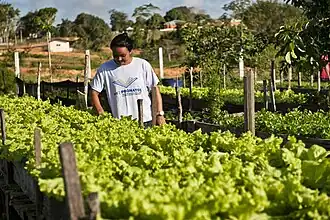 Uma mulher trabalhando em uma horta é um exemplo de Olericultura