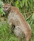 el puma (o puma, a suçuarana, a onça-vermelha)