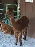 l'alpaca (a alpaca)