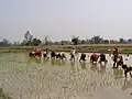 Colheita de arroz por mulheres no Nepal