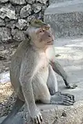 el mico (o macaco)