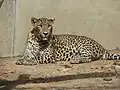 Leopardo-do-ceilão (Panthera pardus kotiya)