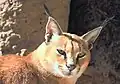 el caracal