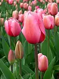 la tulipa (a tulipa)