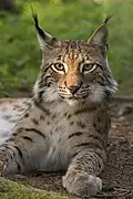 el lince ibérico es un felino en peligro de extinción.