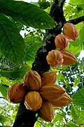 Frutos de cacau (Theobroma cacao)