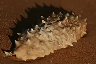 Acanthosicyos horridus