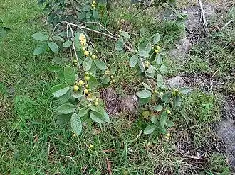 Árvore de Psidium acutangulum, araçá-pera