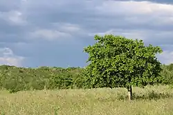 Juazeiro, encontrado em todo território araciense