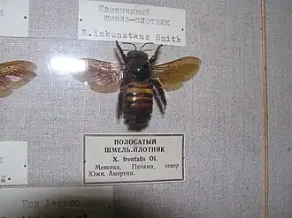 Xylocopa frontalis no Museu Zoológico do Instituto de Zoologia da Academia de Ciências da Rússia.