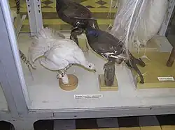 exemplares taxidermizados com anomalias de cores diferentes