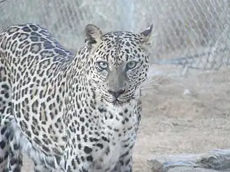 Leopardo-árabe no Centro de Reprodução de Endangered Arabian Wildlife, em Sharjah.