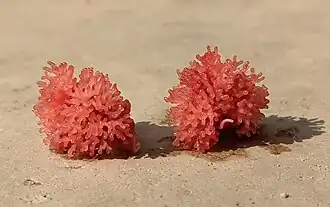 Órgão de respiração aérea do bagre-ambulante