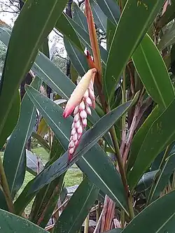 Botões florais de Alpinia zerumbet protegidos por duas brácteas.