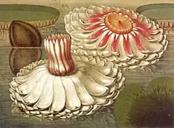 Lírio em uma seleção de plantas hexandrianas