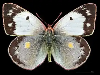 Colias croceus f. helice ♀
