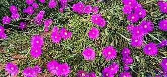 Delosperma cooperi