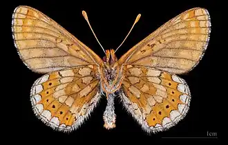 Euphydryas aurinia debilis ♂ △