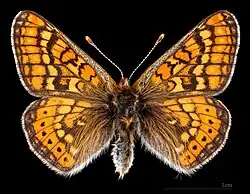 Euphydryas aurinia provincialis ♂