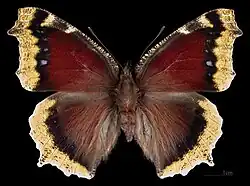 Forma aberrante Ex larva ♂