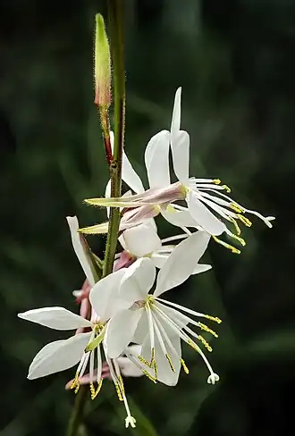 Gaura lindheimeri