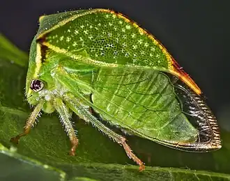 Stictocephala bisonia (Smiliinae)